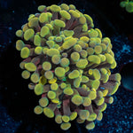 Gold Hammer - riptide aquaculture llc