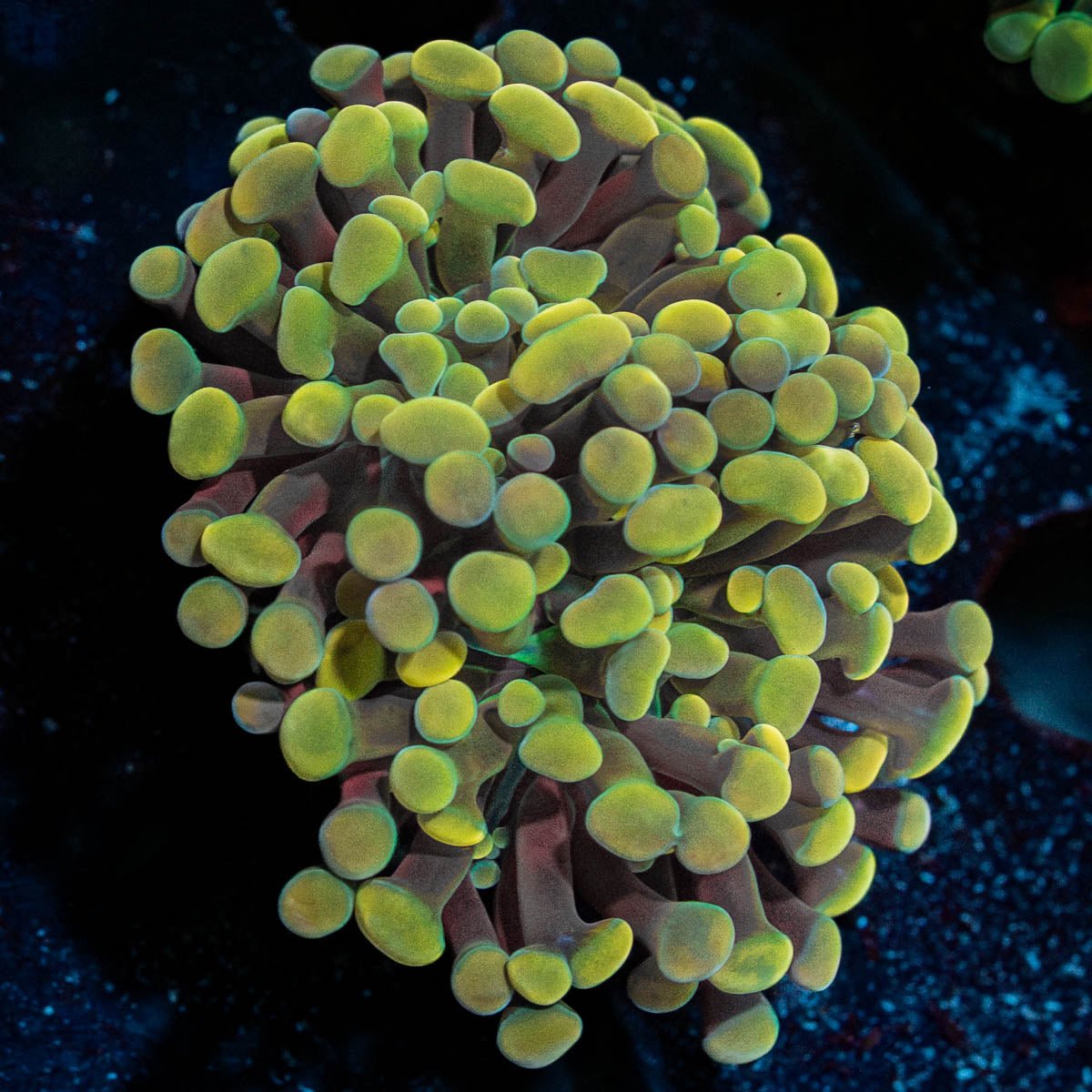 Gold Hammer - riptide aquaculture llc