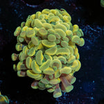 Gold Hammer - riptide aquaculture llc