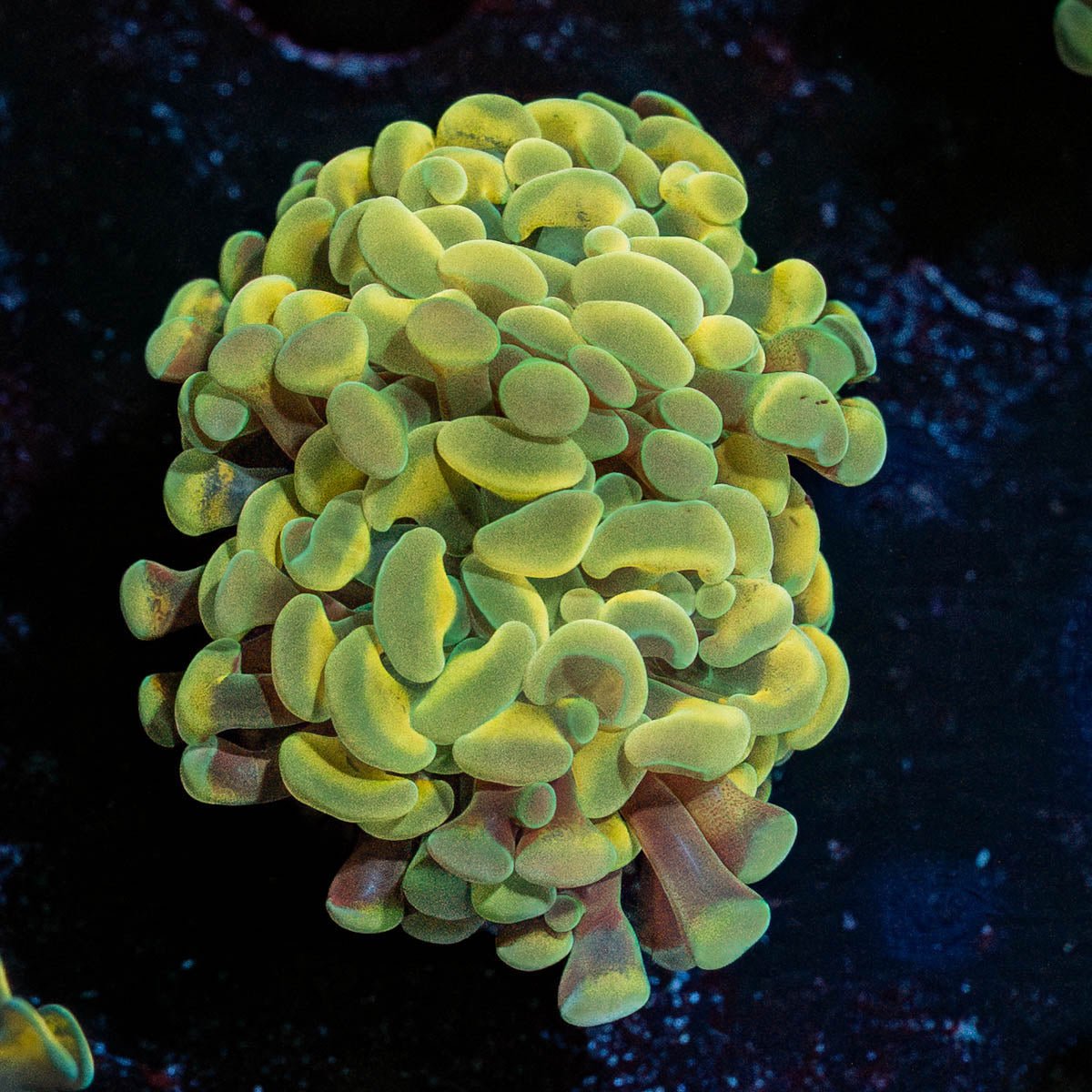 Gold Hammer - riptide aquaculture llc