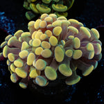 Gold Hammer - riptide aquaculture llc