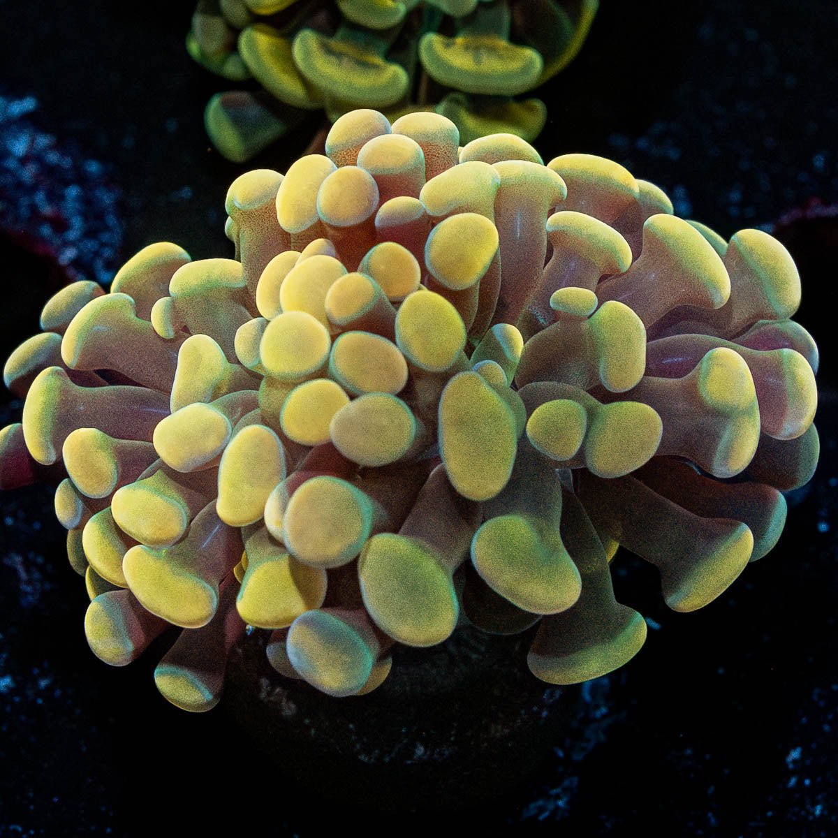 Gold Hammer - riptide aquaculture llc