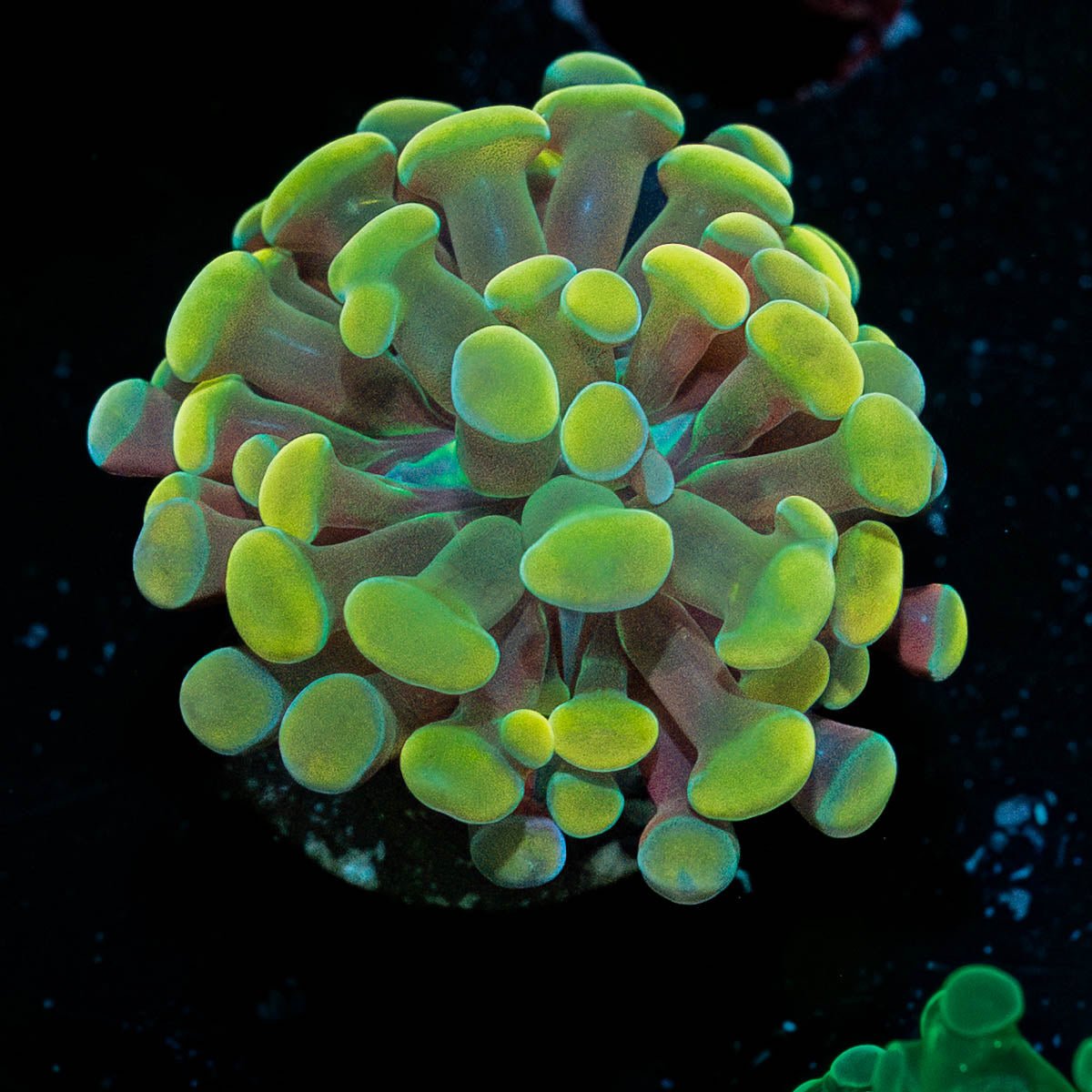 Gold Hammer - riptide aquaculture llc