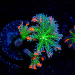 ARC FireWork Clove Polyps 