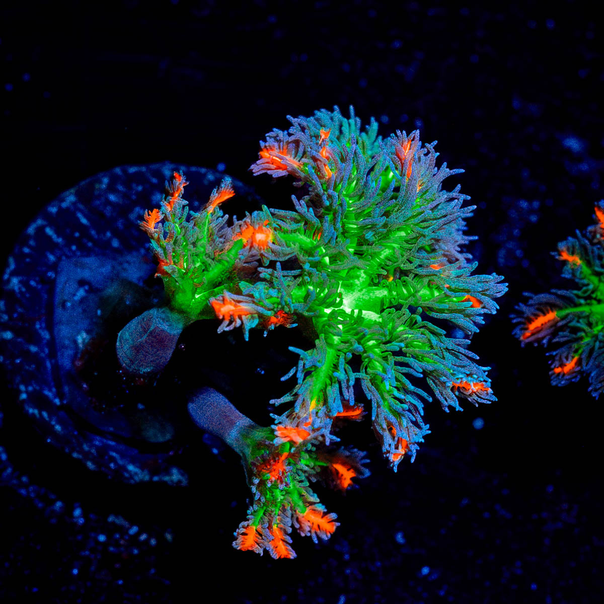 ARC FireWork Clove Polyps 