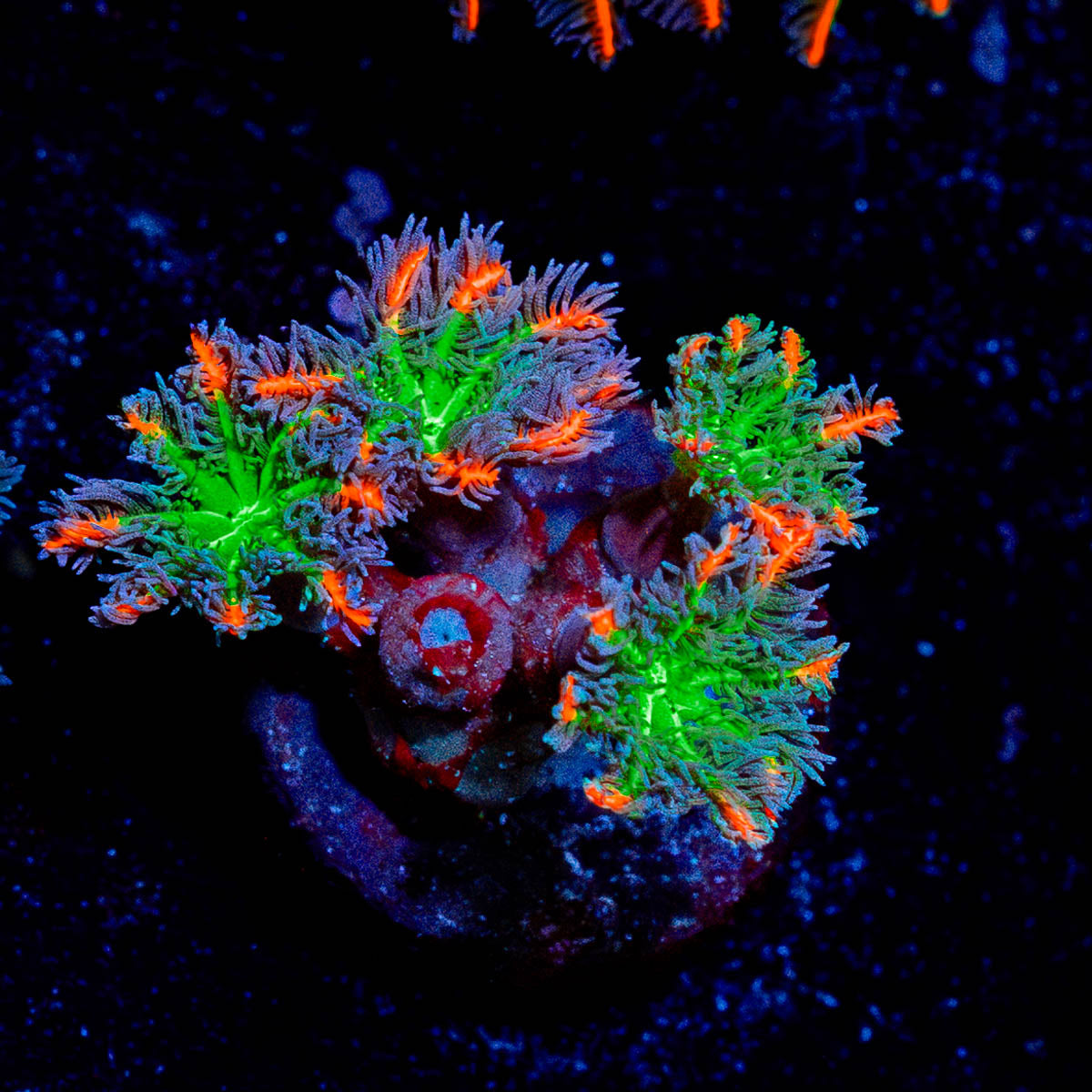 ARC FireWork Clove Polyps 