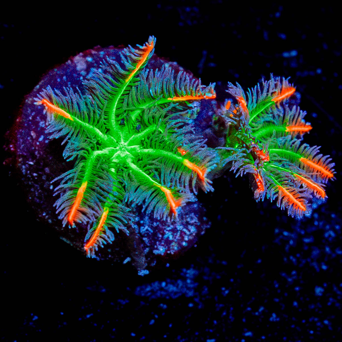 ARC FireWork Clove Polyps 