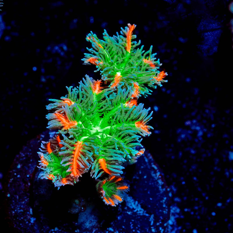 ARC FireWork Clove Polyps