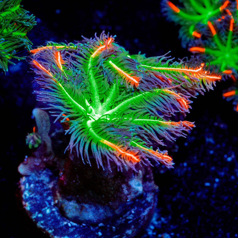 ARC FireWork Clove Polyps