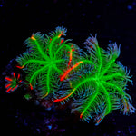 ARC FireWork Clove Polyps 