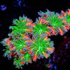 ARC FireWork Clove Polyps 