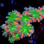 ARC FireWork Clove Polyps 