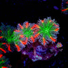 ARC FireWork Clove Polyps - riptide aquaculture llc