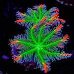 ARC FireWork Clove Polyps 