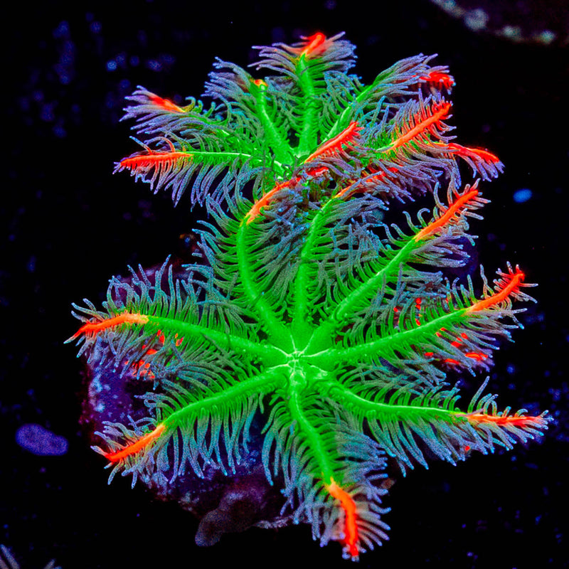 ARC FireWork Clove Polyps