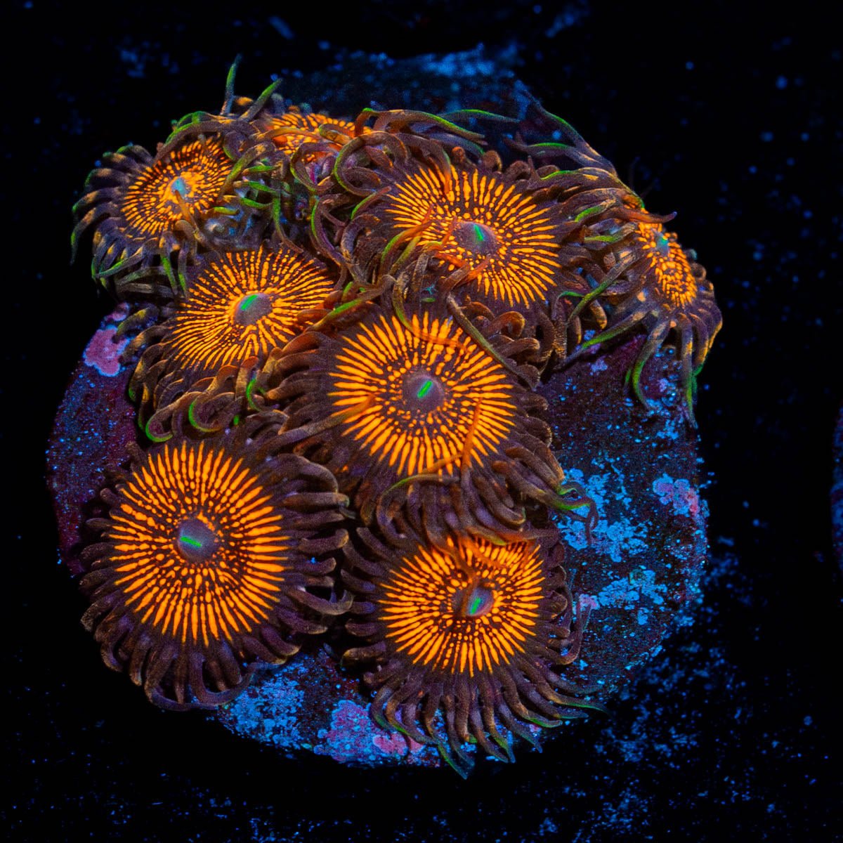 Large Aztec Warrior Zoanthid - riptide aquaculture llc