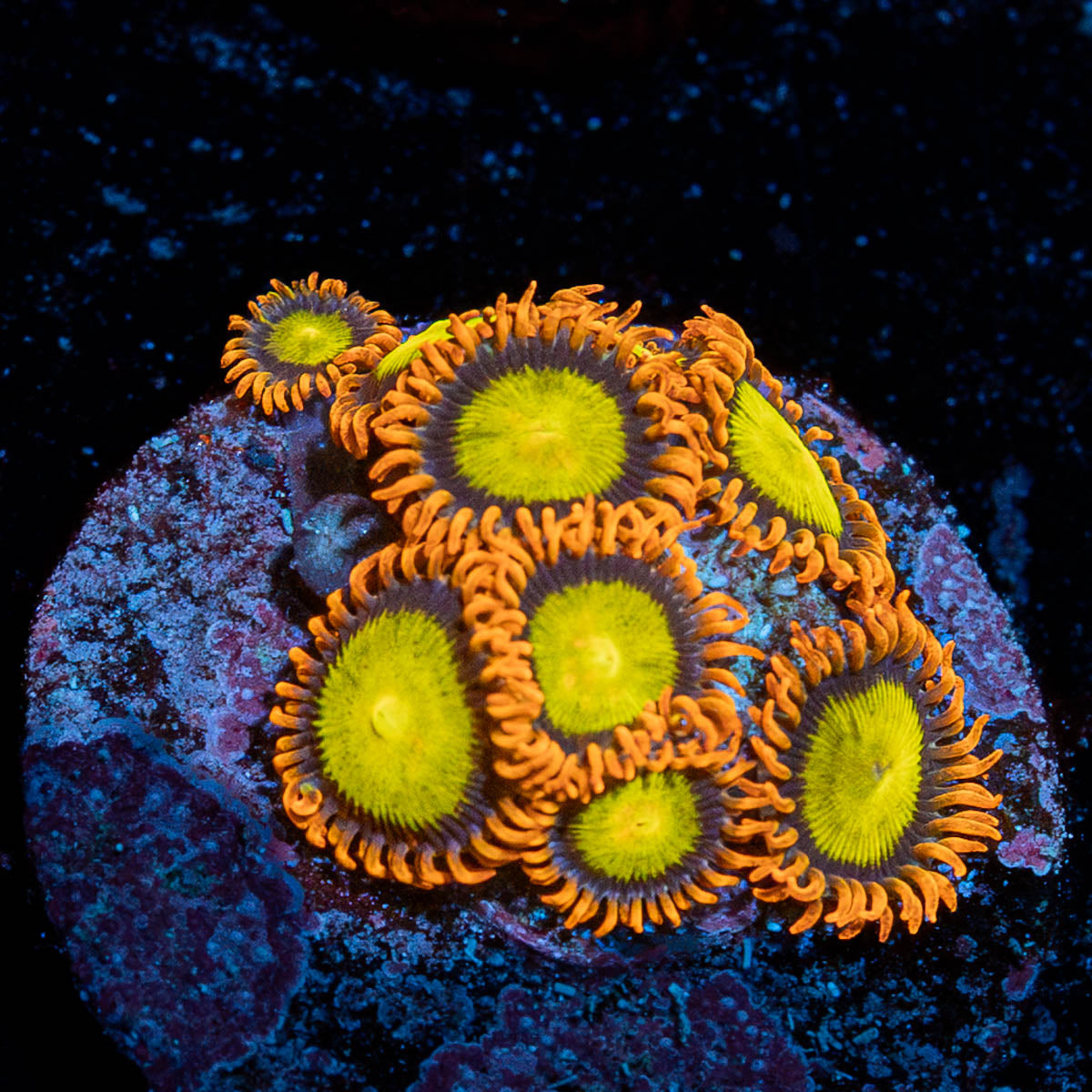 Madori Zoanthid Large