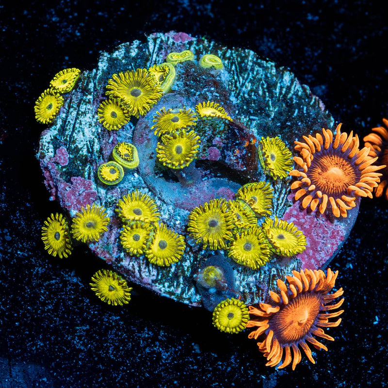 Pikachu Zoanthid Large