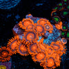 Orange Bam Bam Zoanthid  Large 