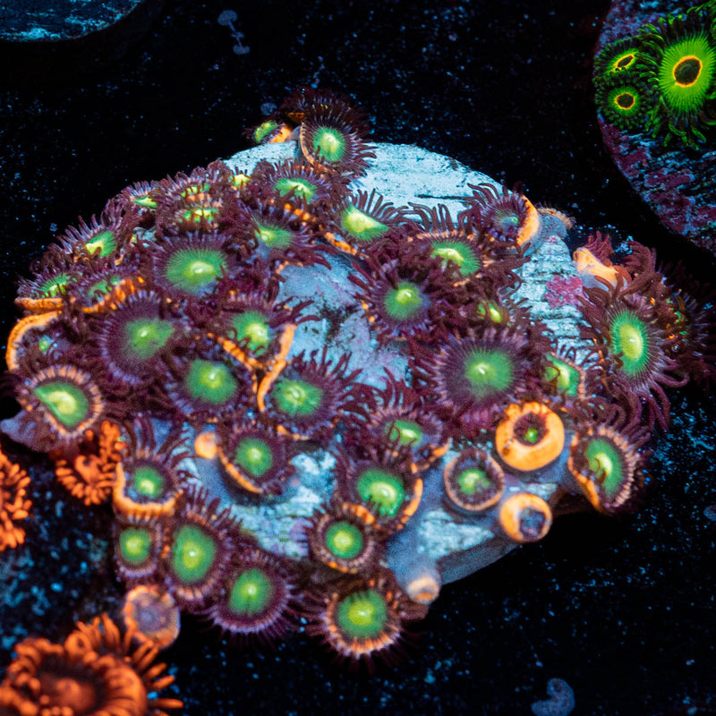 Pink PLazma Zoanthid Large