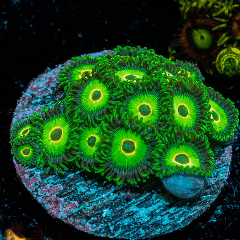 Ultra Rasta Zoanthid large