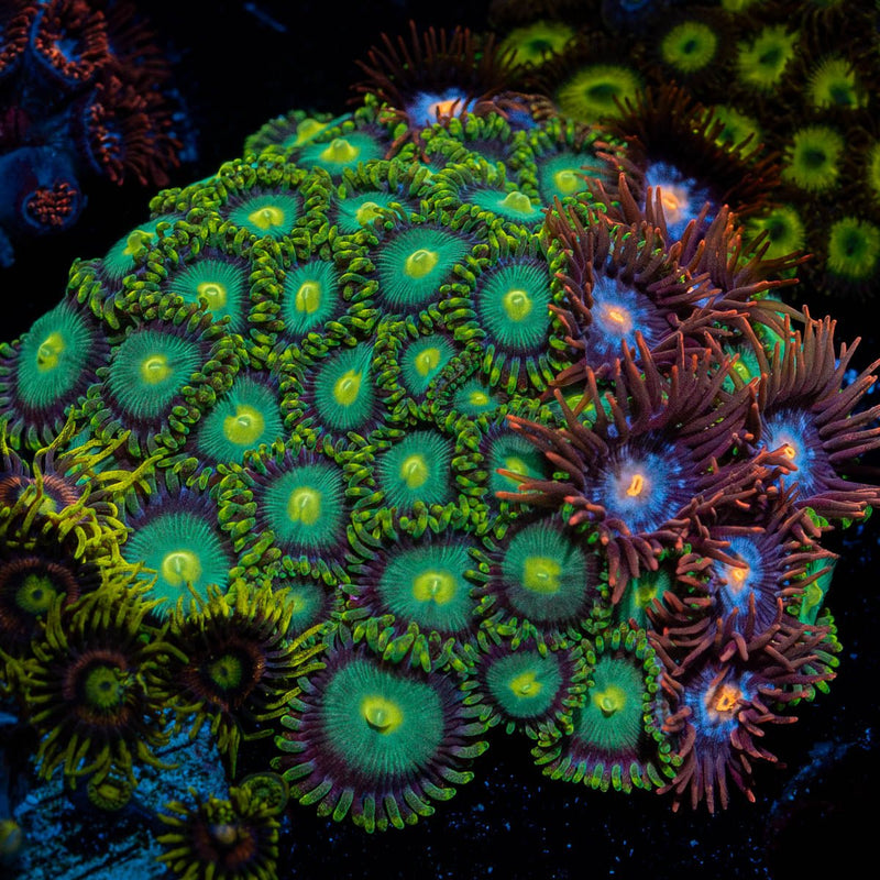 Multi Zoanthid Plug