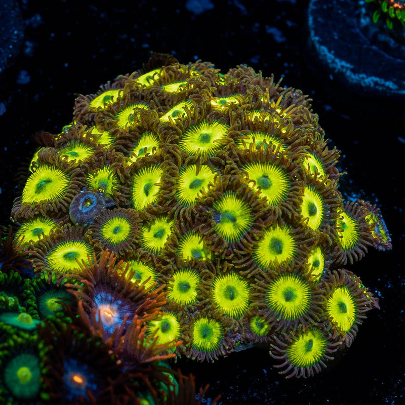 Toxic Waste  Zoanthid Large