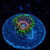 Psychosis Zoanthid - riptide aquaculture llc