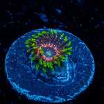 Psychosis Zoanthid - riptide aquaculture llc