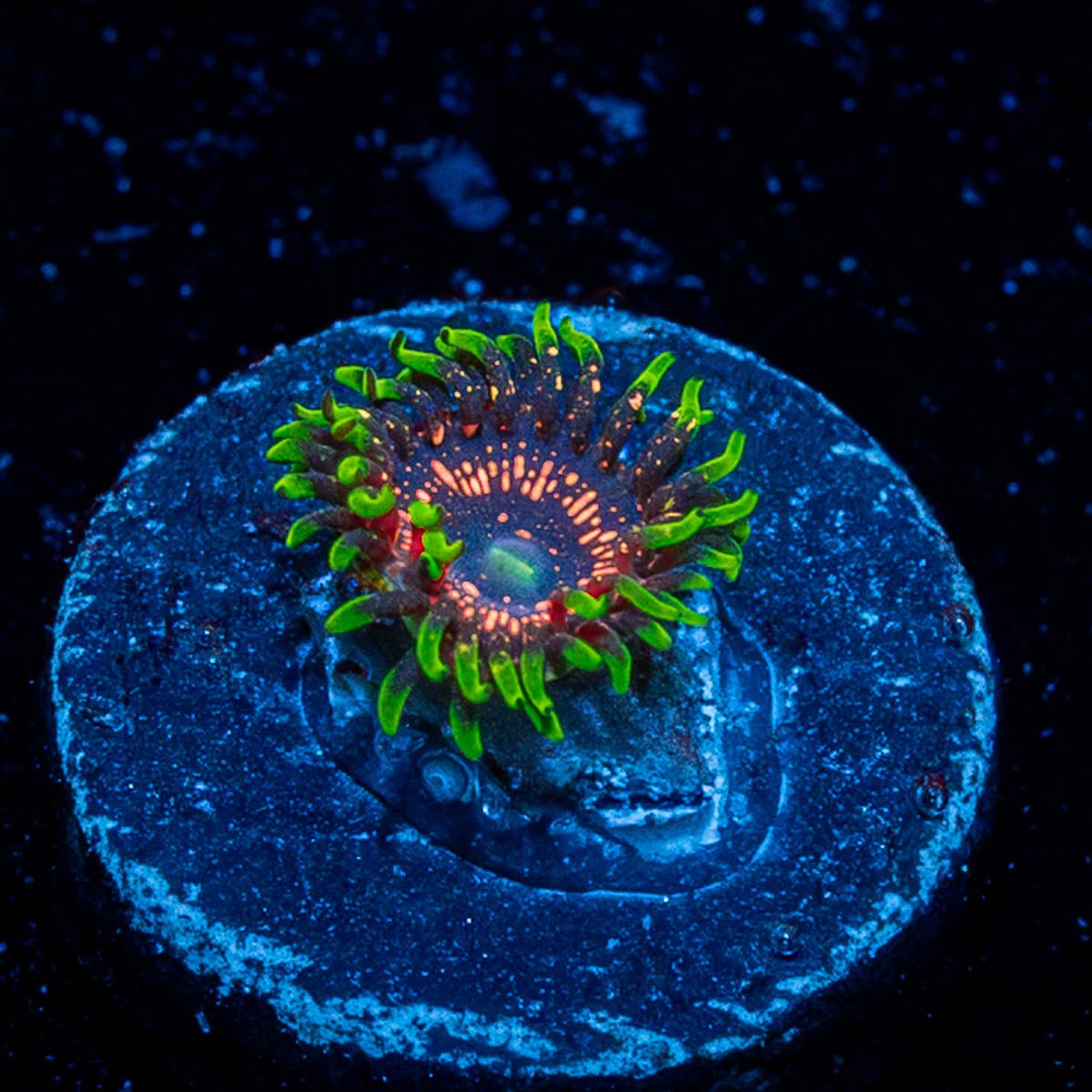 Psychosis Zoanthid - riptide aquaculture llc