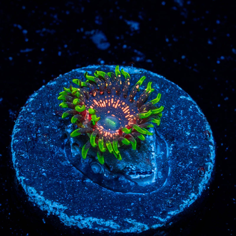 Psychosis Zoanthid