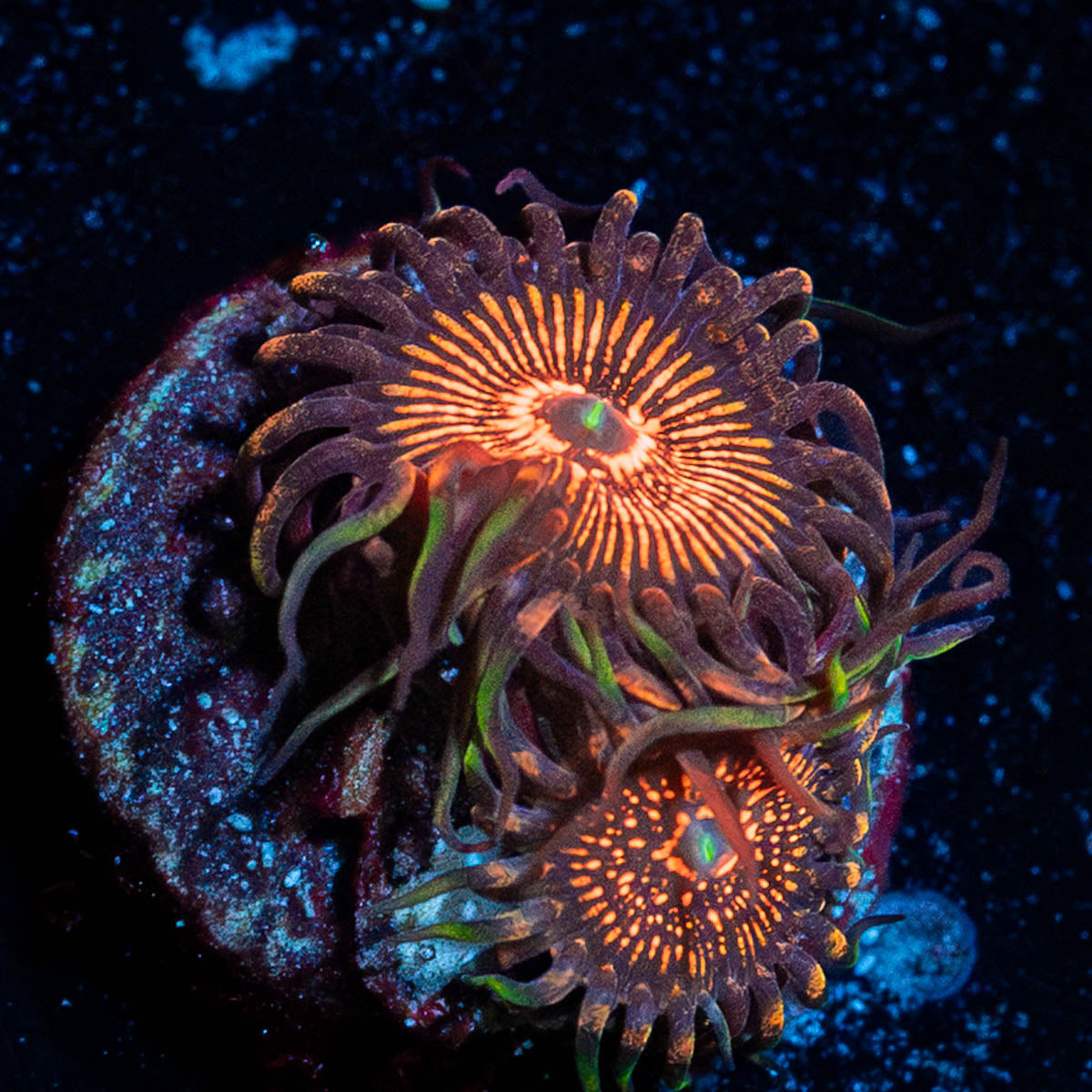 Aztec Warrior Zoanthid 