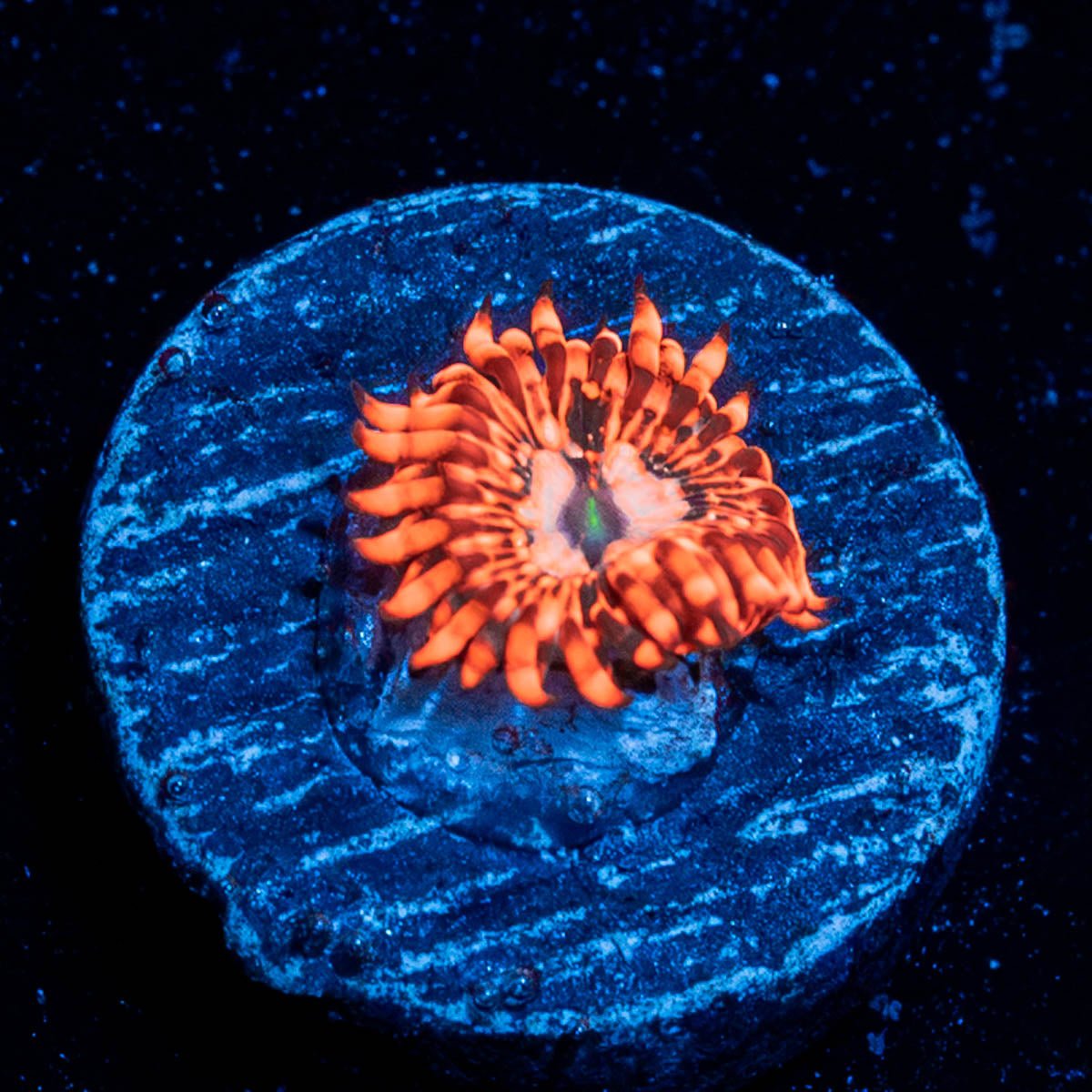 Utter Chaos Zoanthid - riptide aquaculture llc