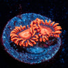 Orange Bam Bam Zoanthid  
