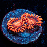 Orange Bam Bam Zoanthid  