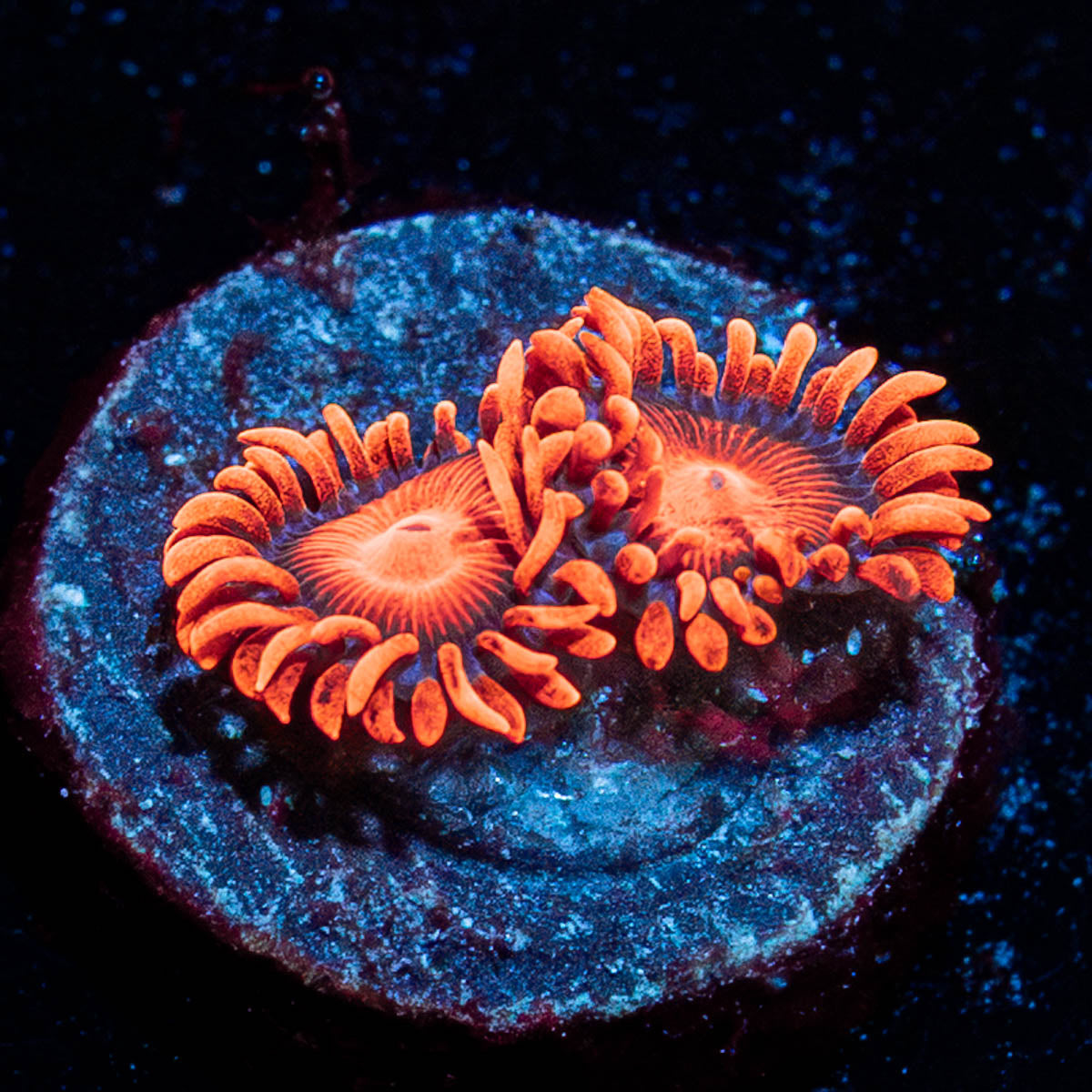 Orange Bam Bam Zoanthid  