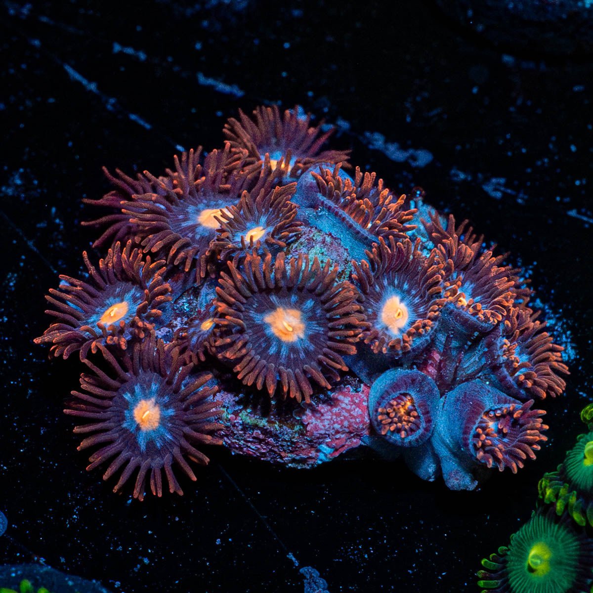 Stitches Zoanthid - riptide aquaculture llc