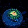Bloodshot Zoanthid - riptide aquaculture llc