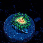 Bloodshot Zoanthid - riptide aquaculture llc