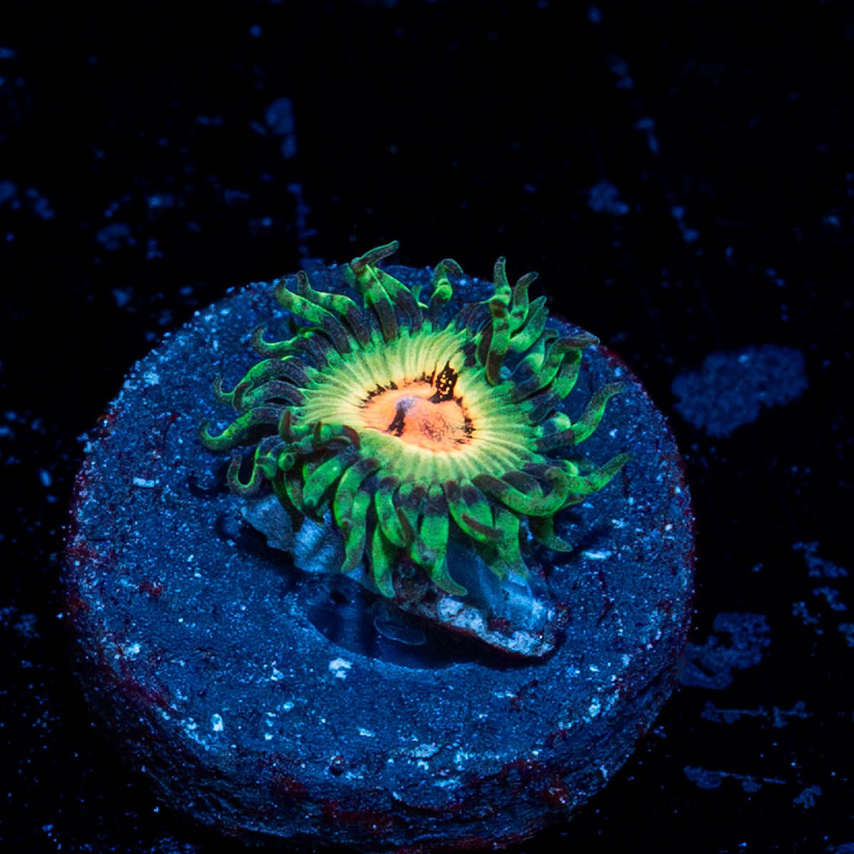 Bloodshot Zoanthid - riptide aquaculture llc