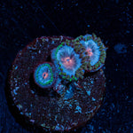 Miami Vice Zoanthid - riptide aquaculture llc