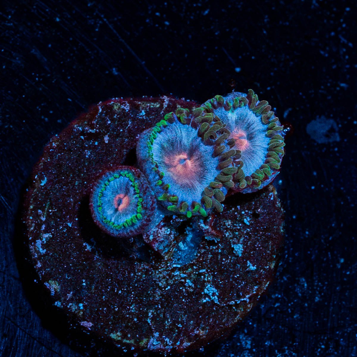 Miami Vice Zoanthid - riptide aquaculture llc