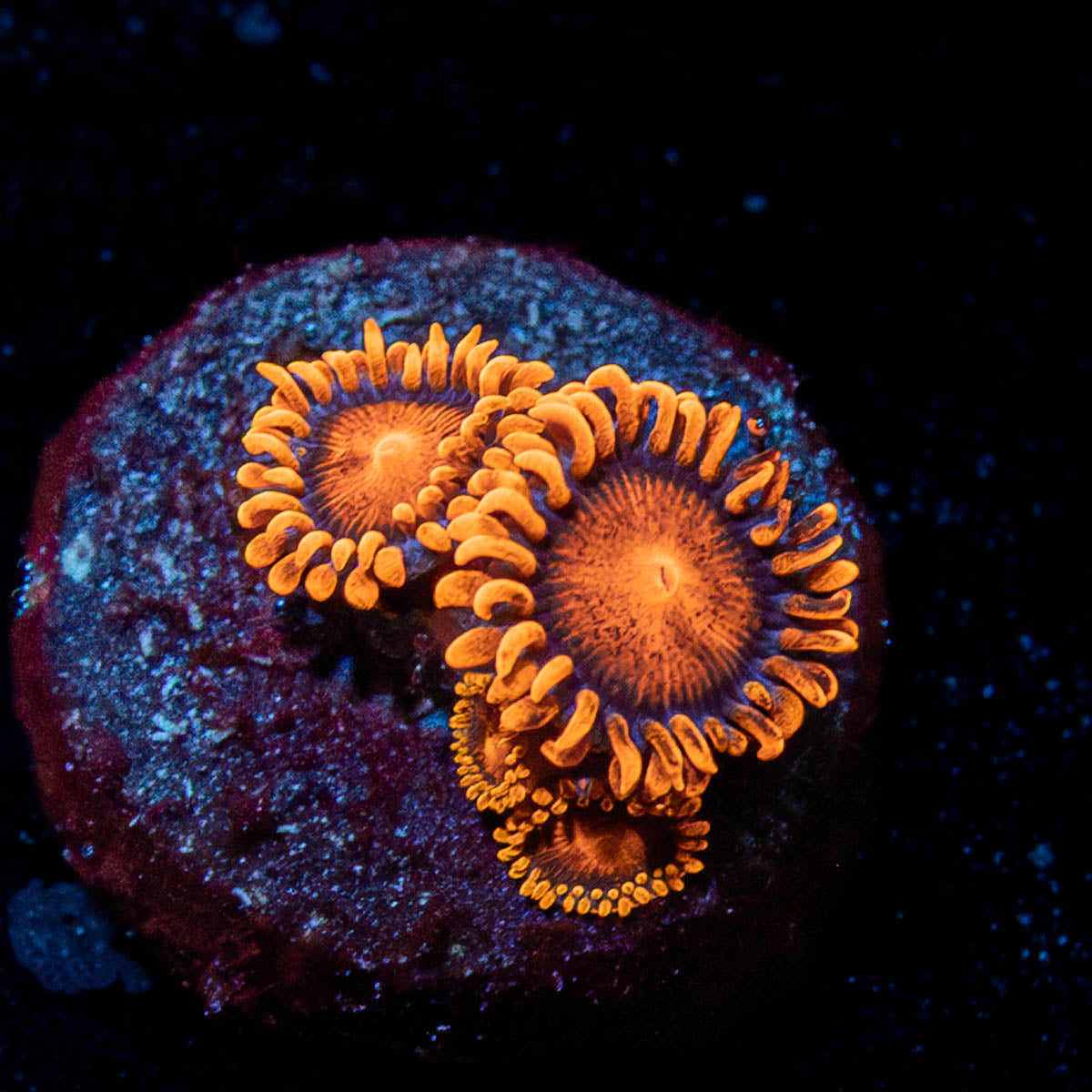 Orange Bam Bam Zoanthid  