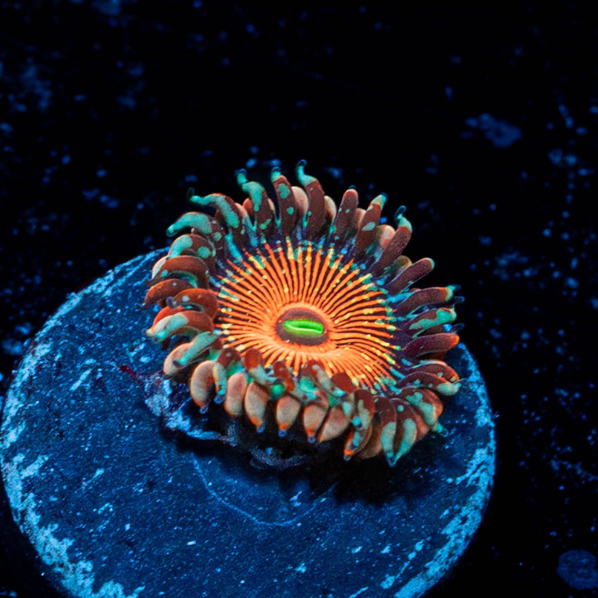 White Zombie Zoanthid - riptide aquaculture llc