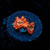 Utter Chaos Zoanthid - riptide aquaculture llc