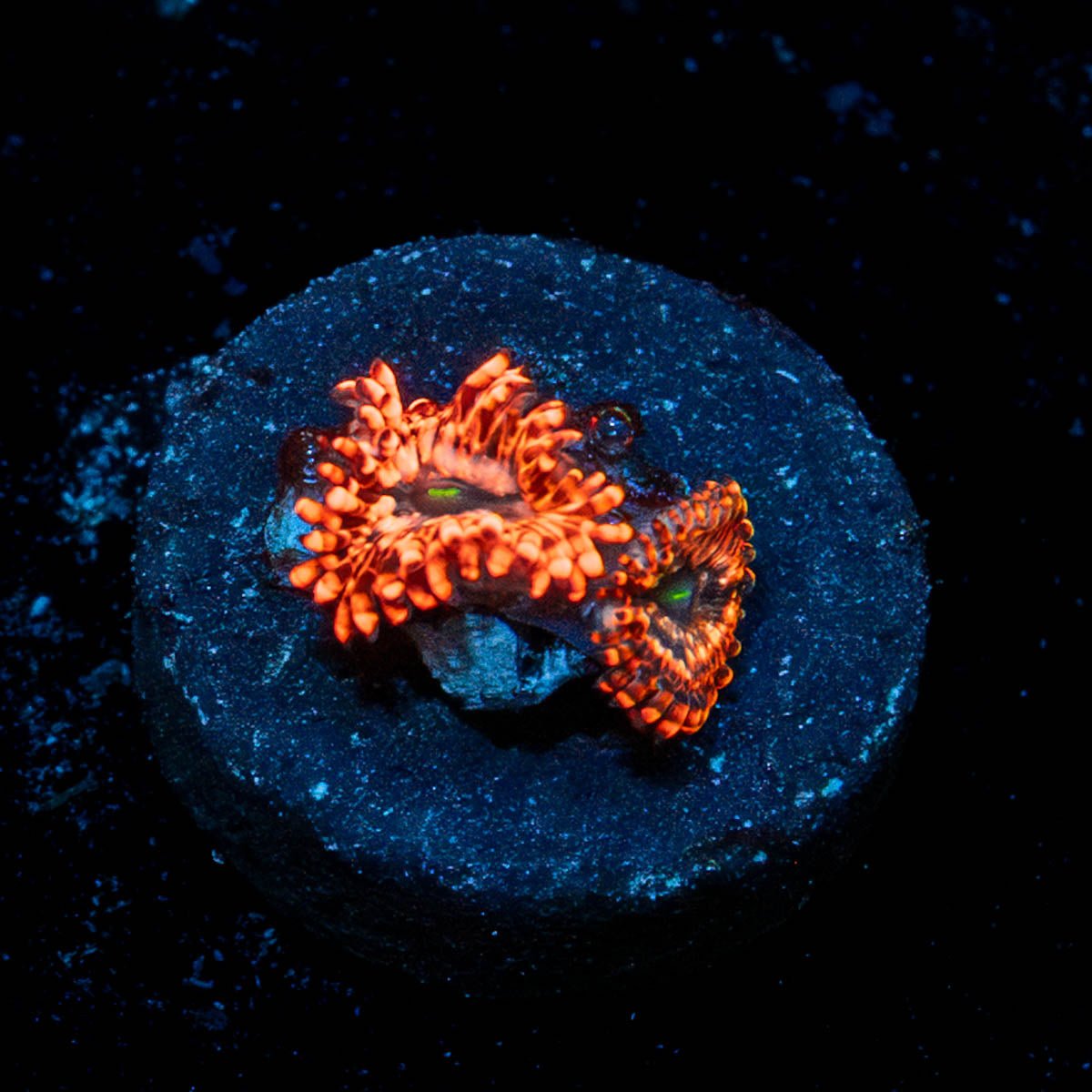 Utter Chaos Zoanthid - riptide aquaculture llc