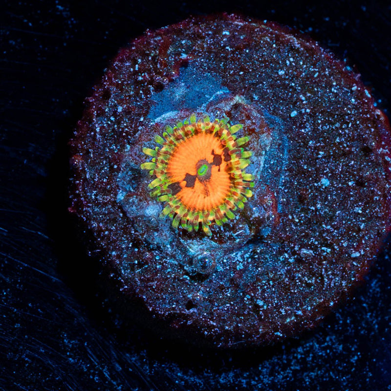 Pumpkin Smasher Zoanthid