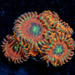 Dark Magician  Zoanthid 