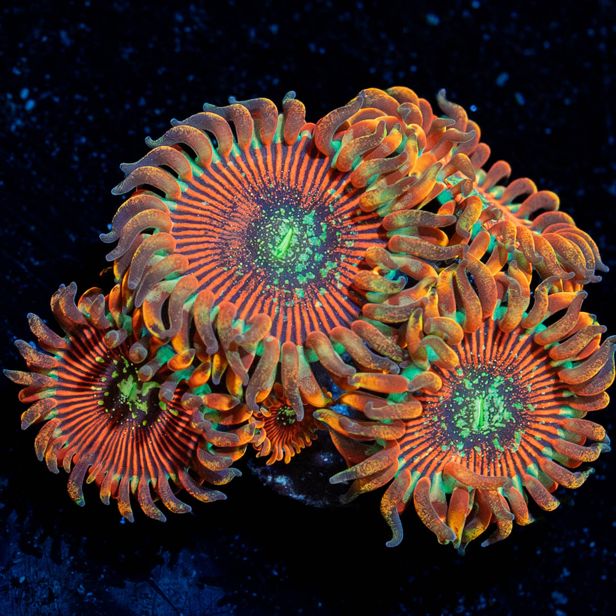 Dark Magician  Zoanthid 