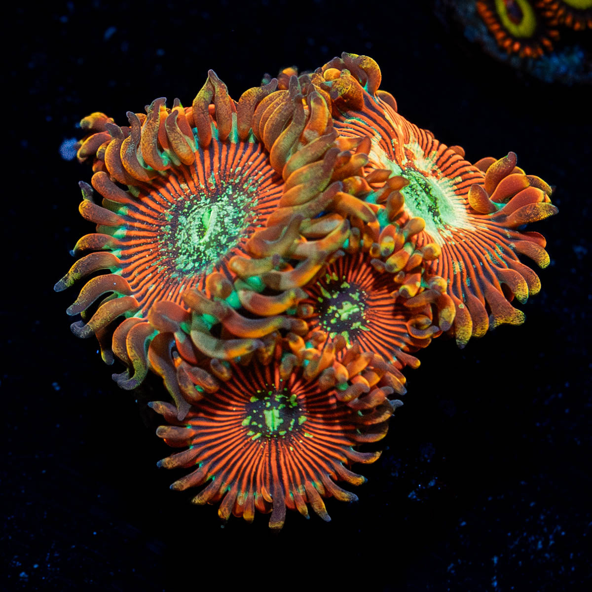 Dark Magician  Zoanthid 